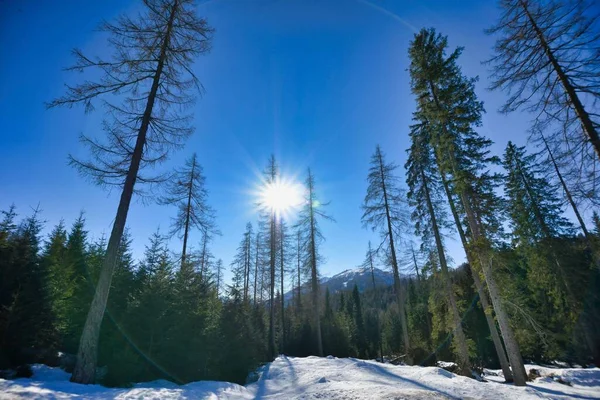 Floresta Inverno Foto Como Fundo Imagem Digital — Fotografia de Stock