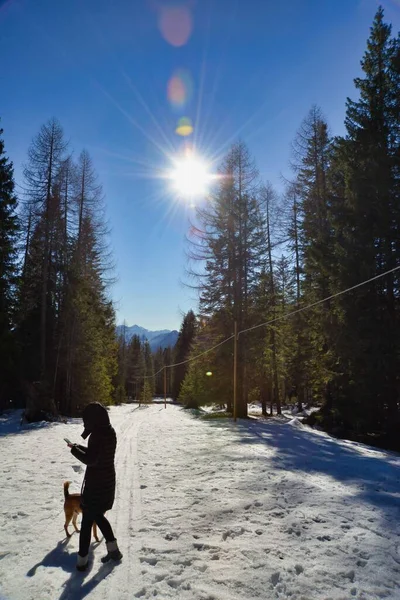 Man Dog Winter Forest Photo Background — Photo