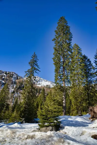 Winter Mountain Landscape Trees Snow Photo Background — Photo