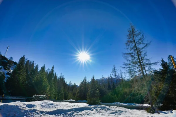 Winter Landscape Trees Snow Photo Background — Foto Stock