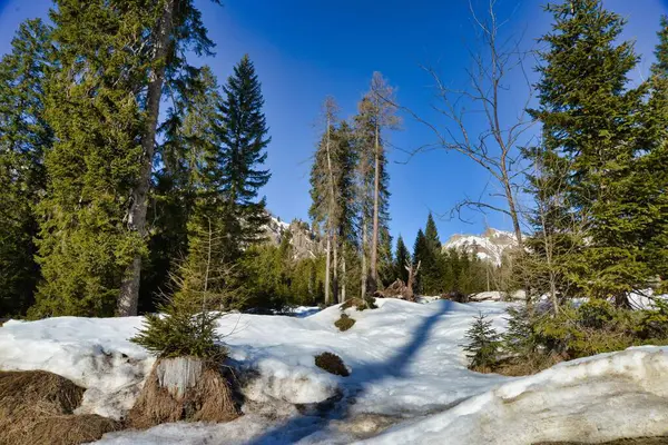 Wald Winter Foto Als Hintergrund — Stockfoto