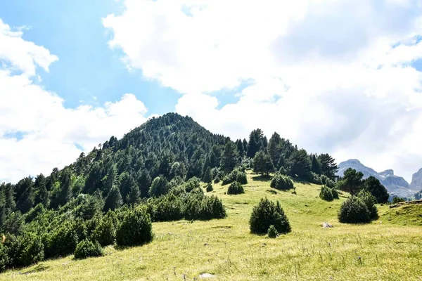 Paisagem Com Árvores Monte Foto Como Fundo Imagem Digital — Fotografia de Stock