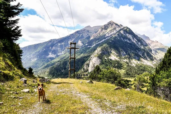 Cão Nas Montanhas Foto Como Fundo Imagem Digital — Fotografia de Stock