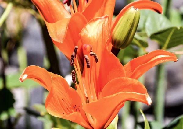 Foto Bild Vackra Blommande Bakgrund — Stockfoto