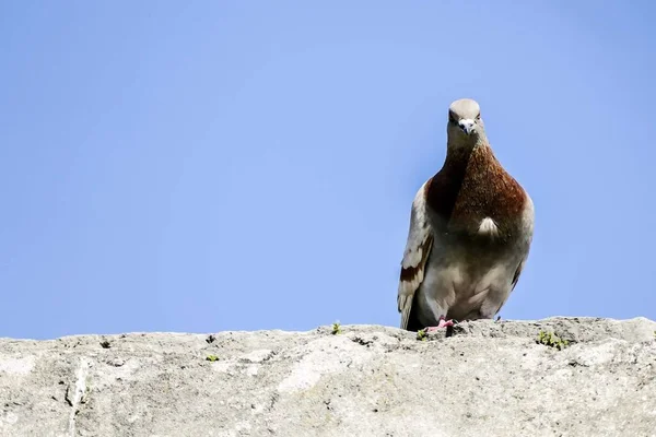 Bird Closeup Beautiful Photo Digital Picture — Stock Photo, Image