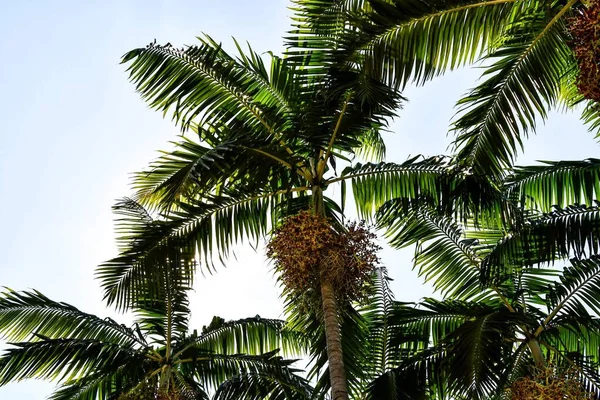 Palmera Con Cocos Foto Como Fondo Imagen Digital — Foto de Stock