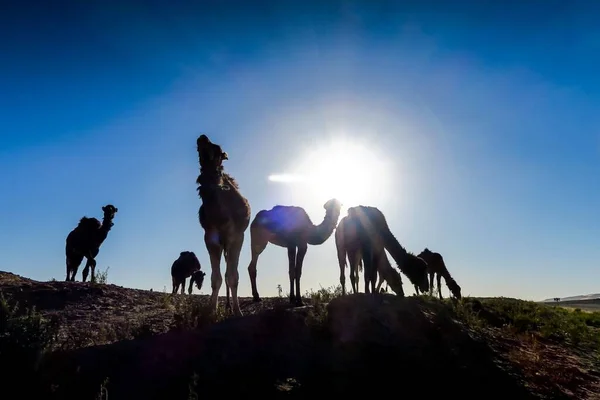 Верблюди Пустелі Красиве Фото Цифрове Фото — стокове фото