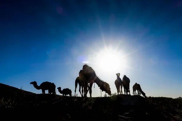 Стадо Верблюдів Фоні Заходу Сонця Неба Красива Фотографія Цифрової Фотографії — стокове фото