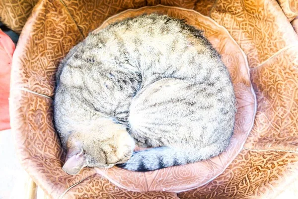 Γάτα Κοιμάται Στο Μαξιλάρι Όμορφη Ψηφιακή Φωτογραφία Εικόνα — Φωτογραφία Αρχείου