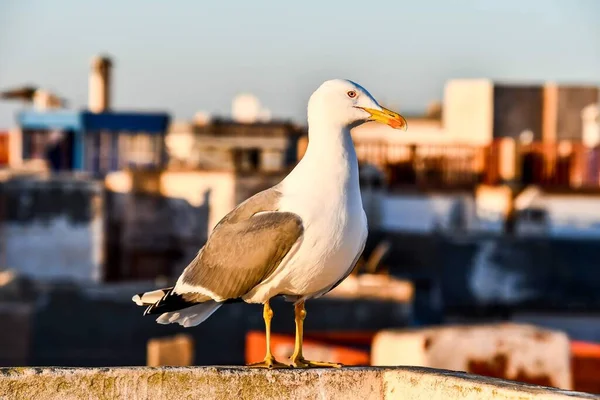 Seagull Closeup Beautiful Photo Digital Picture — 스톡 사진