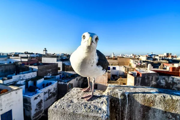 Чайка Крупним Планом Красива Фотографія Цифрове Зображення — стокове фото