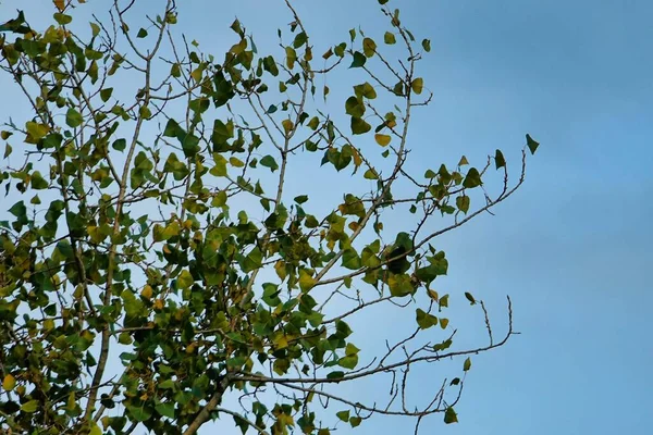 Branch Leaves Background Blue Sky Photo Background Digital Image — Stock Photo, Image