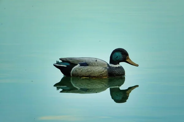 Ente Wasser Foto Als Hintergrund Digitales Bild — Stockfoto