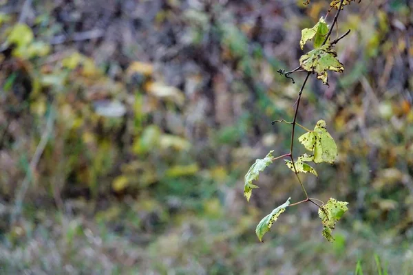 Lkbaharda Yapraklar Arka Plan Olarak Fotoğraf Dijital Resim — Stok fotoğraf