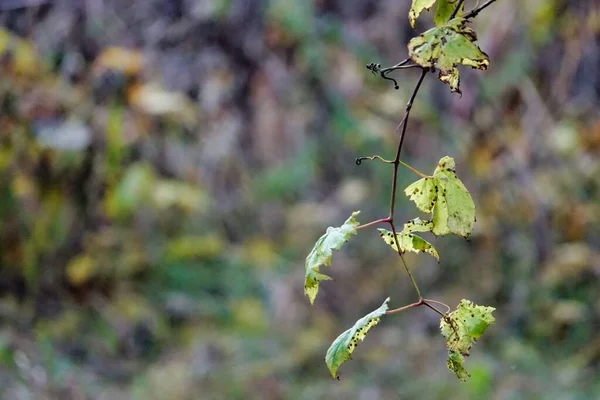 Lkbaharda Bir Ağacın Dalı Arka Plan Olarak Fotoğraf Dijital Resim — Stok fotoğraf