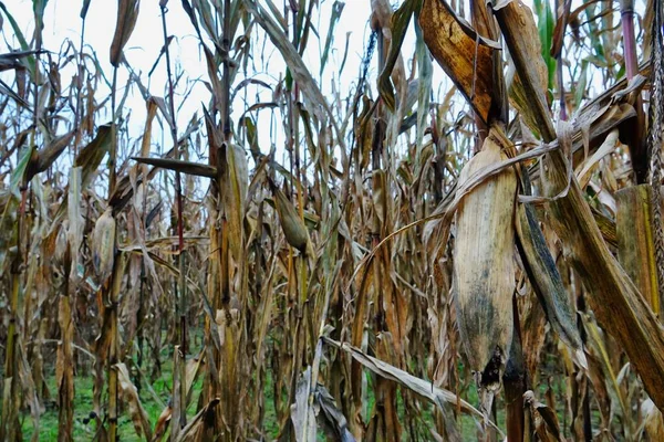 Corn Field Photo Background Digital Image —  Fotos de Stock