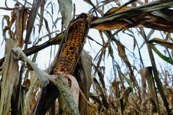 Corn Field Photo Background Digital Image — Stock Photo, Image