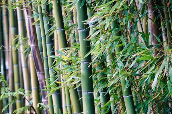Bamboe Het Bos Foto Als Achtergrond Digitale Afbeelding — Stockfoto