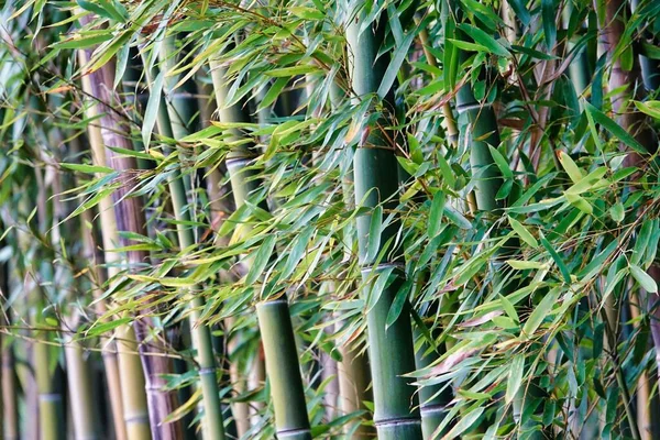 Bamboo Garden Photo Background Digital Image — Foto de Stock