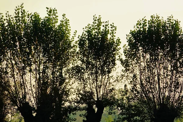 Strom Lese Foto Jako Pozadí Digitální Obraz — Stock fotografie