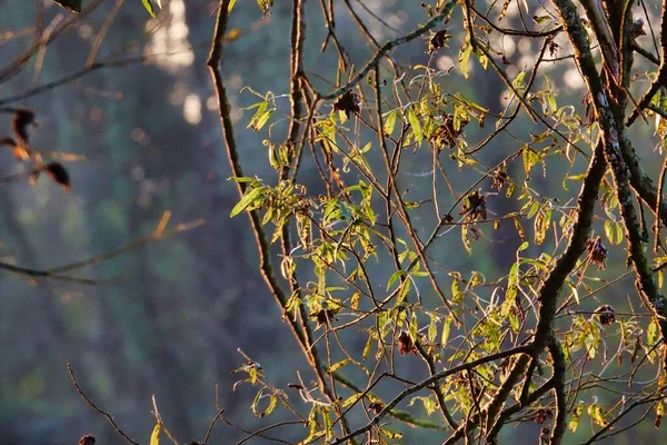 Осенние Листья Фоне Голубого Неба Фото Качестве Фона Цифровое Изображение — стоковое фото