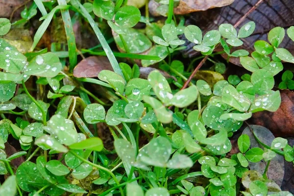 Plants Garden Photo Background — ストック写真