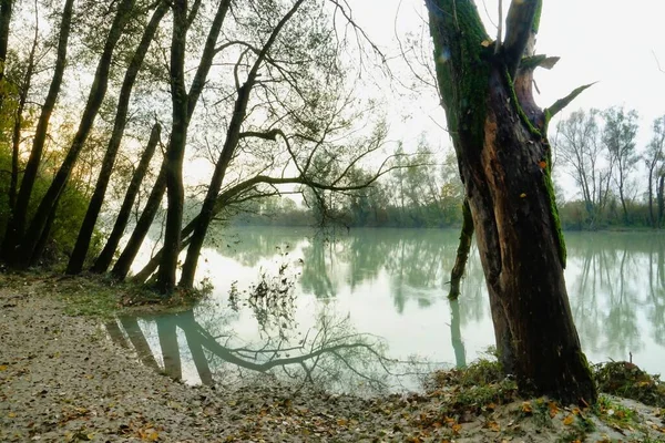 Bäume Wald Foto Als Hintergrund — Stockfoto