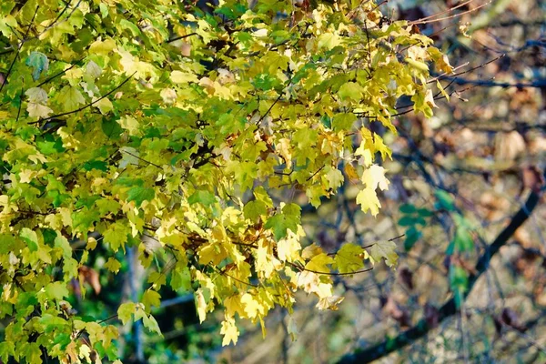 Autumn Leaves Tree Photo Background — Fotografia de Stock