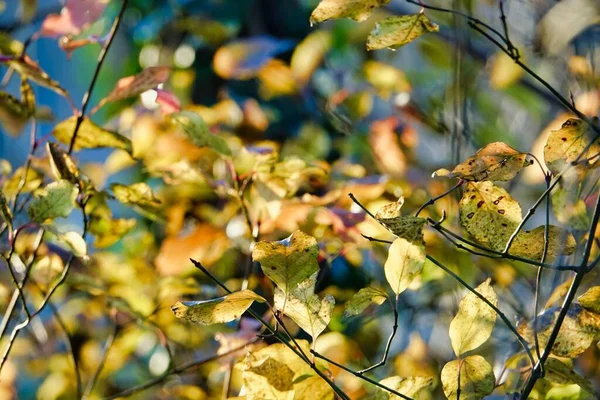 Autumn Leaves Tree Photo Background — Stock Photo, Image