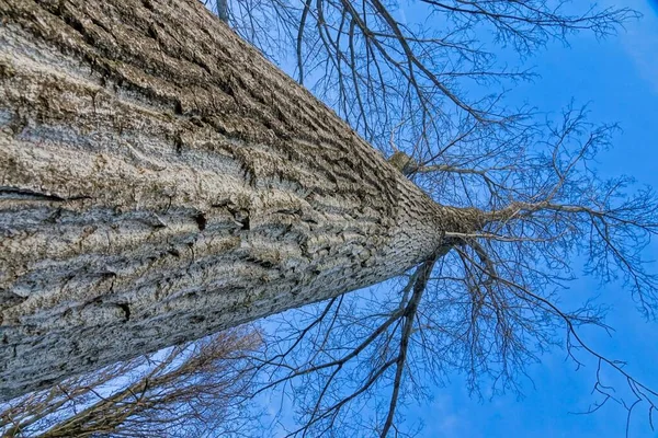 Tree Blue Sky Photo Background — Stockfoto