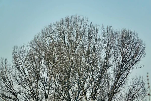 Árvores Inverno Foto Como Fundo — Fotografia de Stock