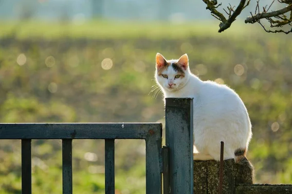 栅栏上的猫 作为背景的照片 — 图库照片