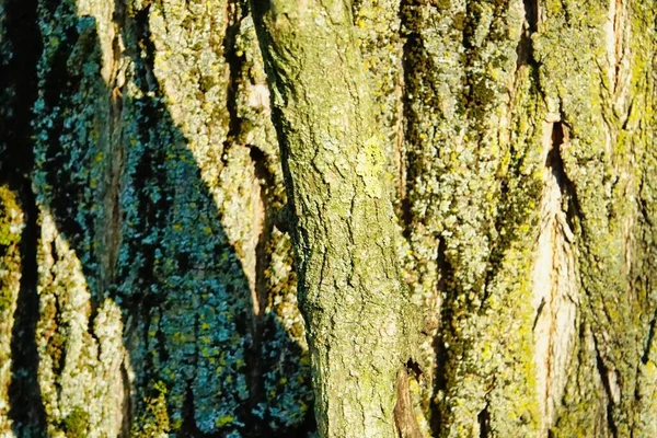 Bark Tree Photo Background — Stock Photo, Image