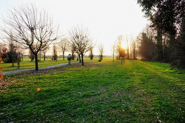 公園内の木背景としての写真 — ストック写真