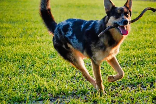 Perro Sobre Hierba Foto Como Fondo — Foto de Stock