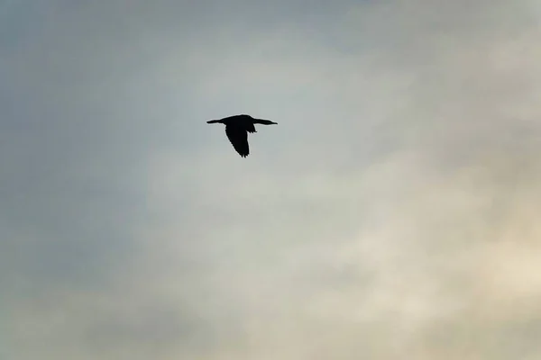 Bird Flight Photo Background — стоковое фото