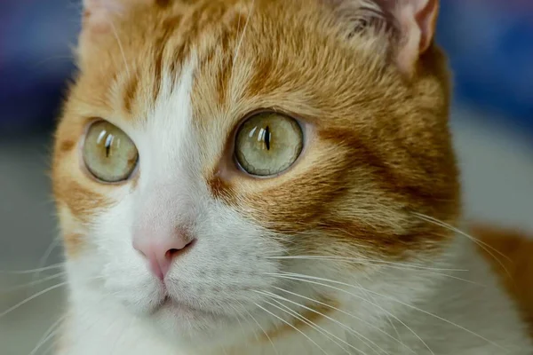 고양이의 아름다운 디지털 — 스톡 사진