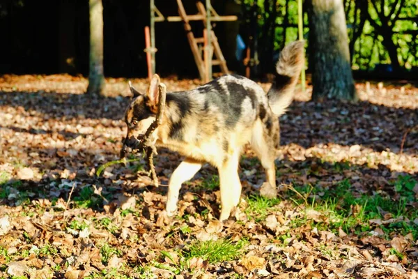 Собака Лесу Фото Фоновом Режиме — стоковое фото