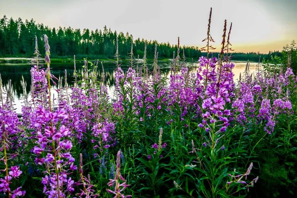 Field Provence Beautiful Photo Digital Picture — 스톡 사진