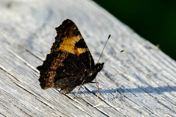 Butterfly Leaf Beautiful Photo Digital Picture — Stock Photo, Image