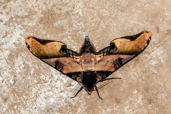 Mariposa Sobre Fondo Negro Hermosa Foto Digital — Foto de Stock