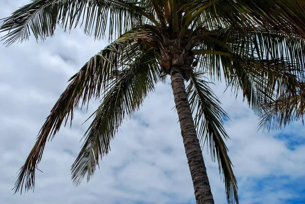 Palm Tree Background Blue Sky Beautiful Photo Digital Picture — Stock Photo, Image