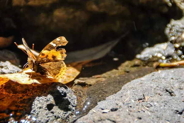 Бабочка Камне Красивое Фото Цифровое Изображение — стоковое фото