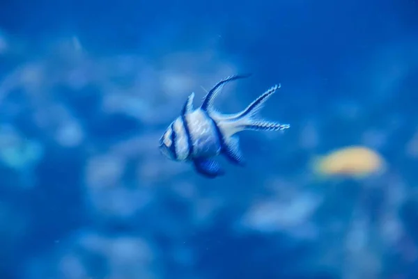 Vissen Aquarium Mooie Foto Digitaal Beeld — Stockfoto