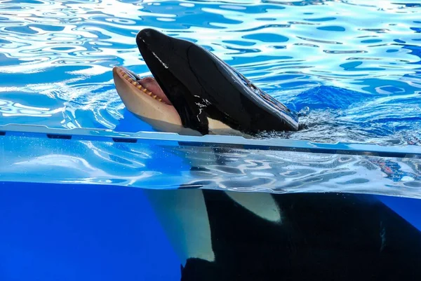 Δολοφόνος Φάλαινα Μπλε Νερό Όμορφη Ψηφιακή Φωτογραφία Εικόνα — Φωτογραφία Αρχείου