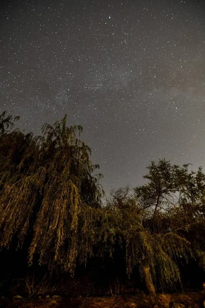 Beautiful Night Sky Trees — Stock Photo, Image