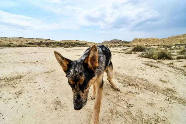 Closeup View Dog Desert — Stock Photo, Image