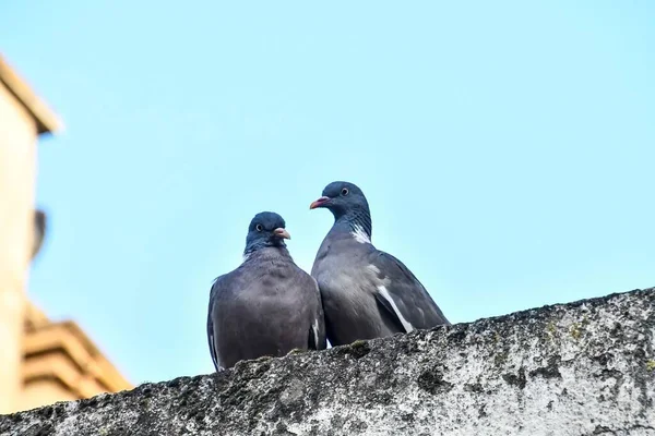 Pigeons Sitting Roof House — Stock Photo, Image