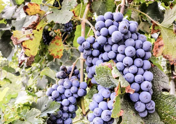 Druiven Wijnstok — Stockfoto