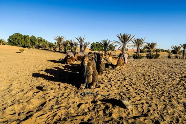 Bella Vista Sul Deserto Nel Sahara Marocco — Foto Stock